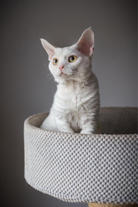 Kocur Devon Rex - Biały - Tęczowy Agat