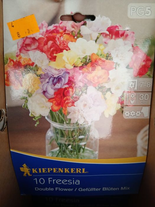 Kwiatki cebulki roślin