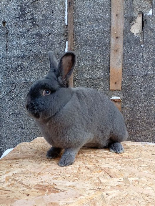 Kròlik samica wiedeńskie niebieskie