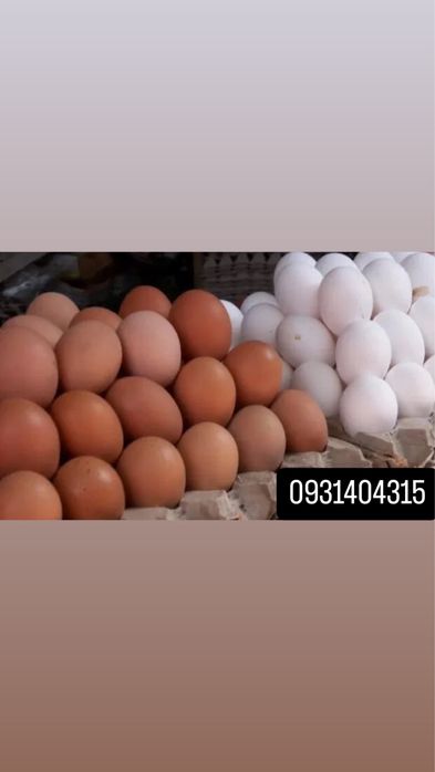 інкубаційне яйце