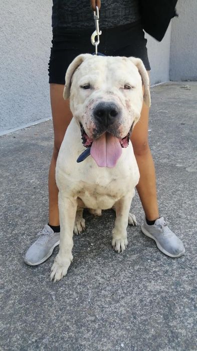 Dog Argentino pedigree e lop