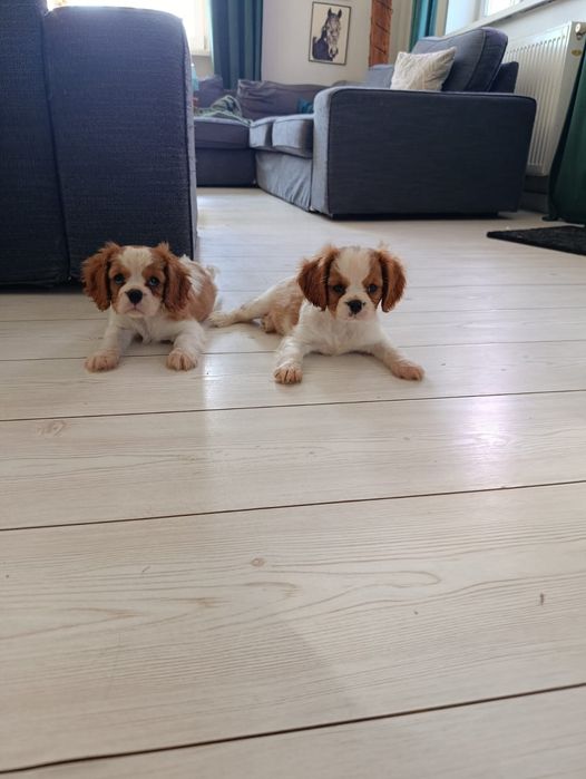 Cavalier King Charles spaniel samczyk