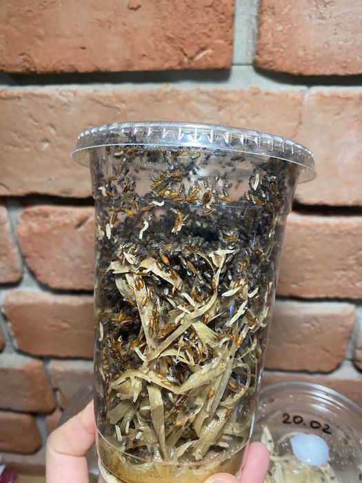 Muszki owocówki D. Hydei