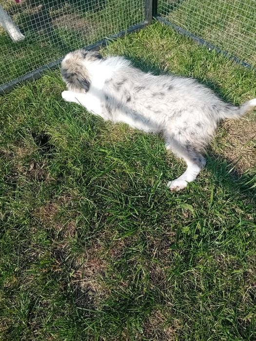 Border collie suczka