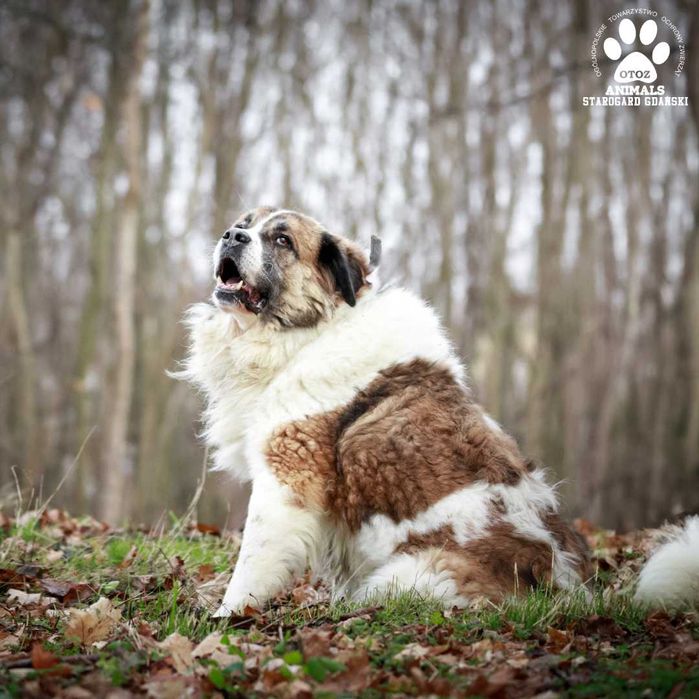 Beńka w typie Bernardyna szuka domu