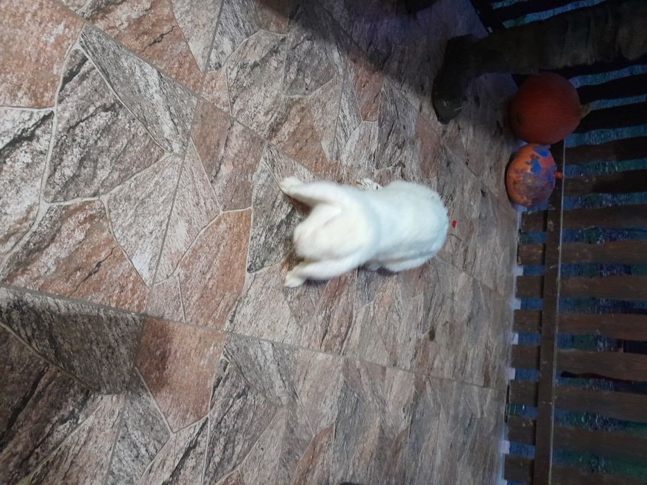 Sprzedam samice królika