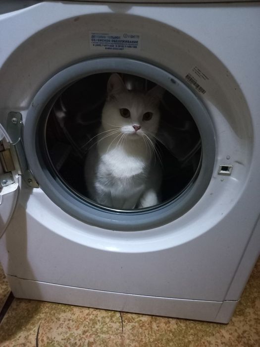 Отдам белую кошку, стерилизована. 2 года