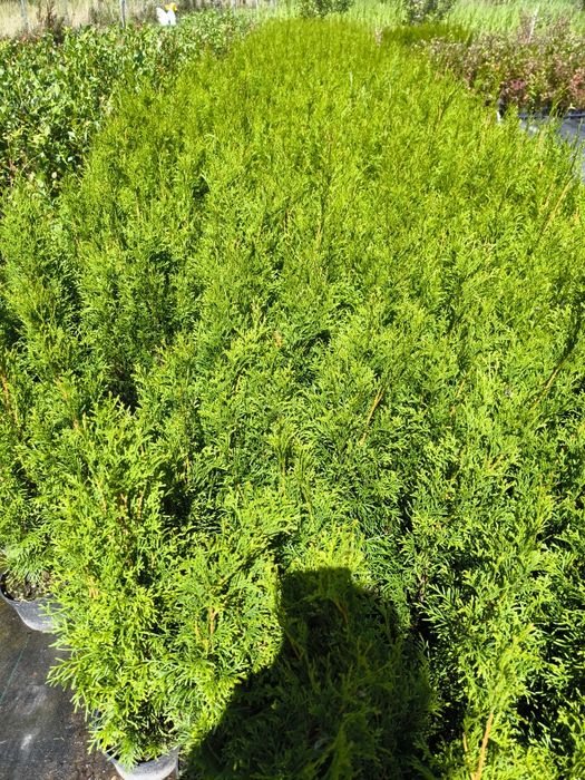 Tuja szmaragd 60-70 cm