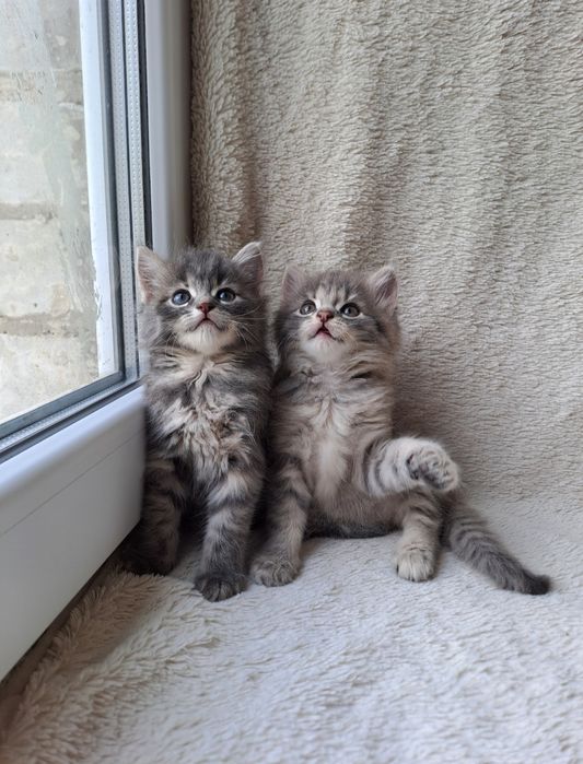 Ласковые сибирские котята