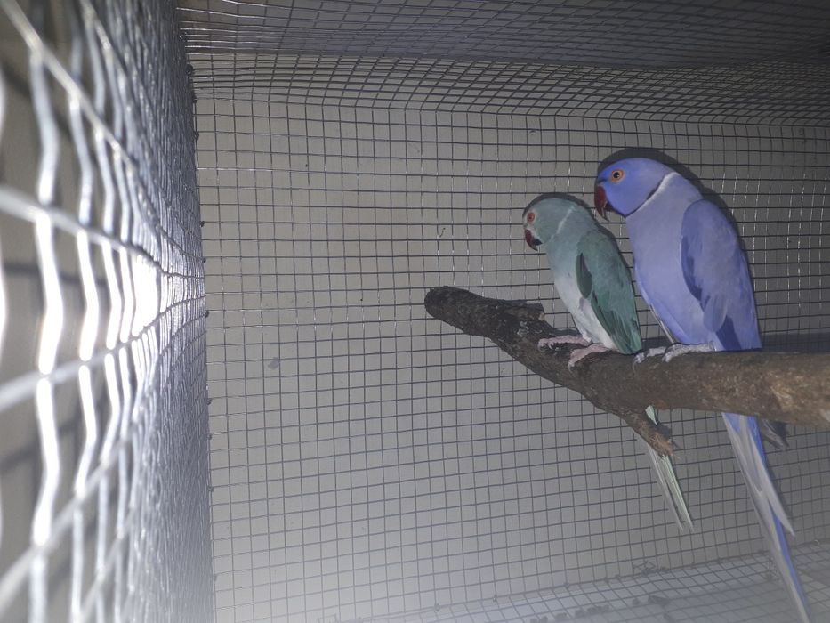 Ring necks criar à mão