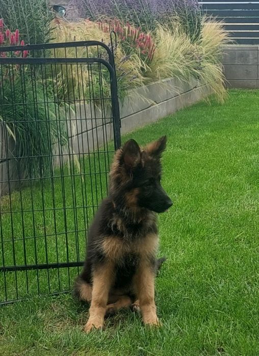 Owczarek Niemiecki Długowłosy