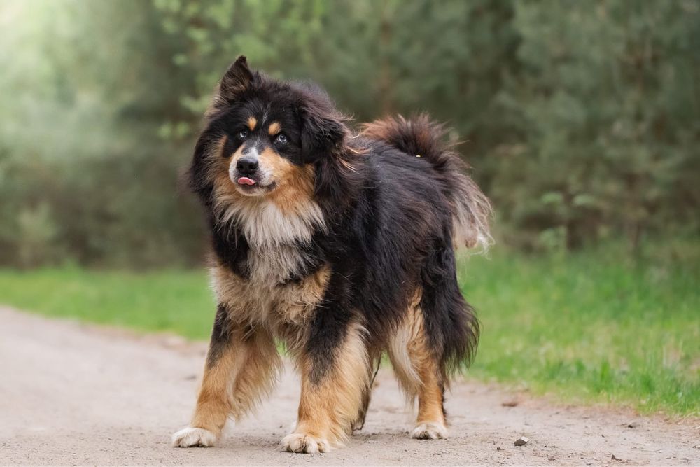 Zdecydowany duży puchaty niebieskooki Melex do adopcji