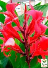 Канна індійська червона