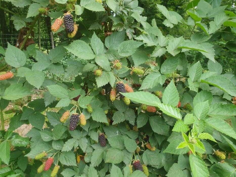 Jeżyna bezkolcowa duże sadzonki