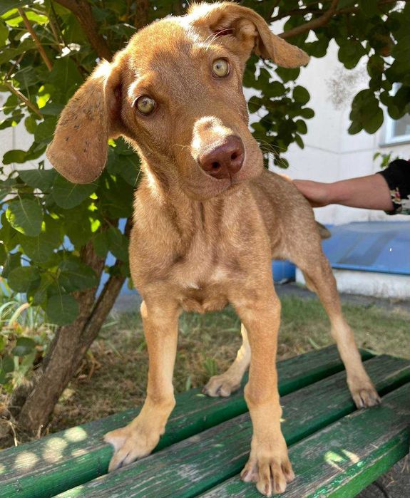 Цуценя, 4 місяці, хлопчик чекає на люблячу родину