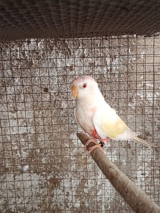 Um casal de Forpus, Bourkes, Kakarikis, Forpus