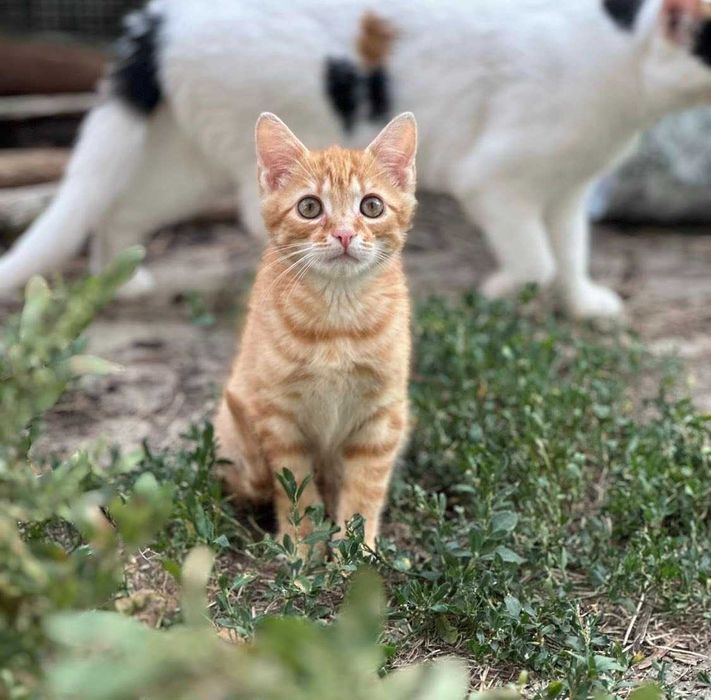 Enzo poleca się do adopcji!