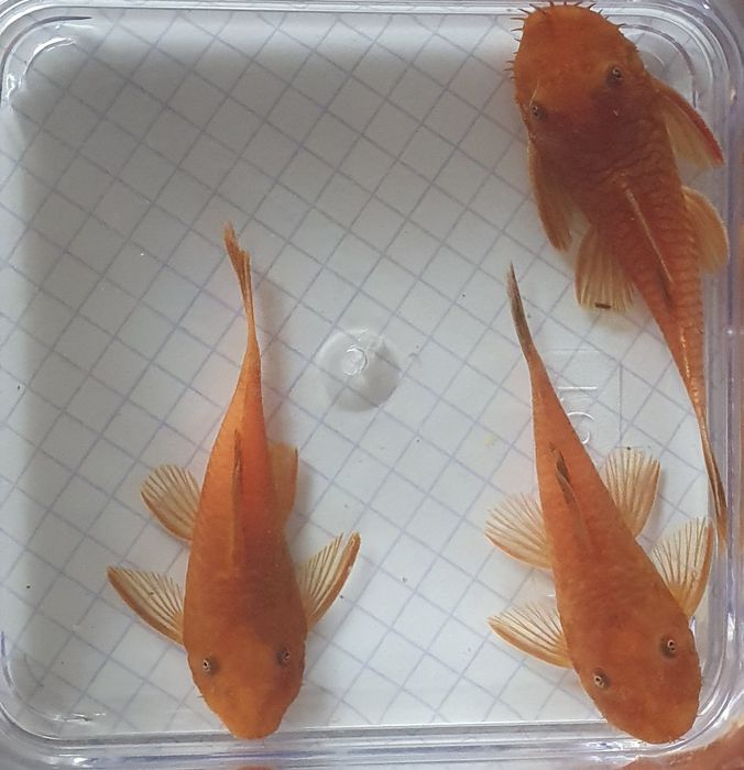 Para Ancistrus Super Red krótka płetwa Wysyłka