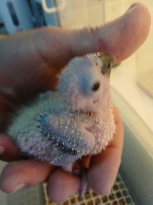 Aratingas sol para acabar de criar a mão