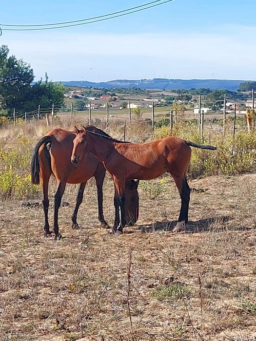 Poldros Puro Sangue Lusitano