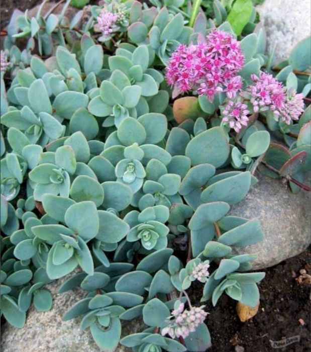 очиток, седум варієгатний, посухостійкі рослини