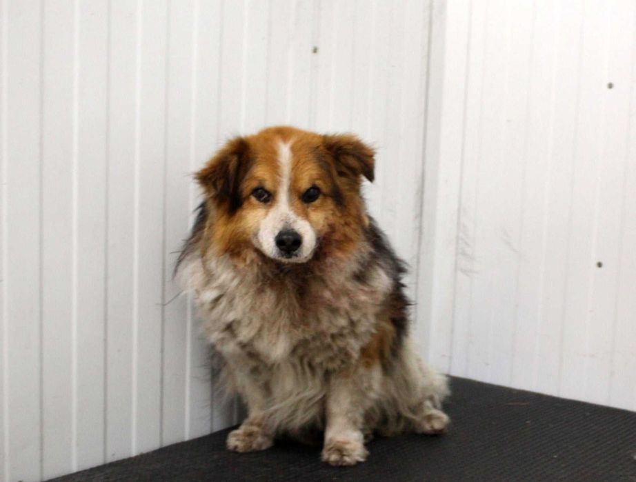 SZEREG do adopcji – Schronisko Jasionka
