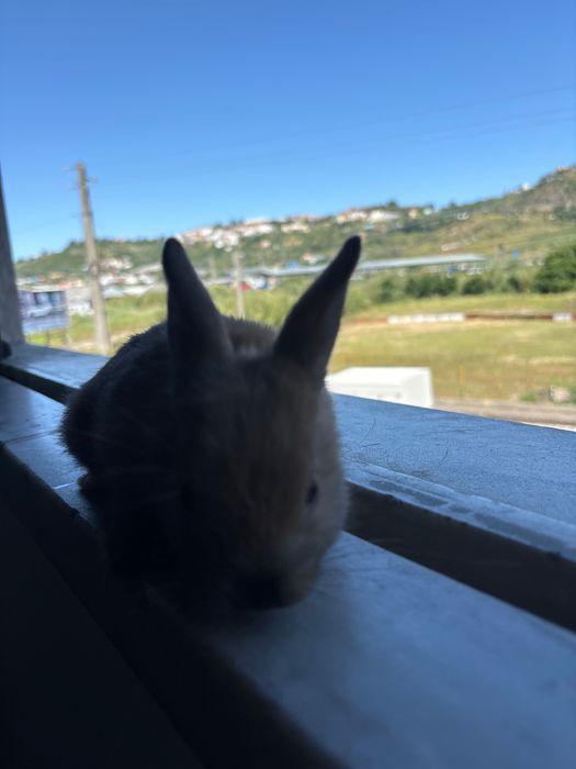 Coelhinho anão bebe muito docil