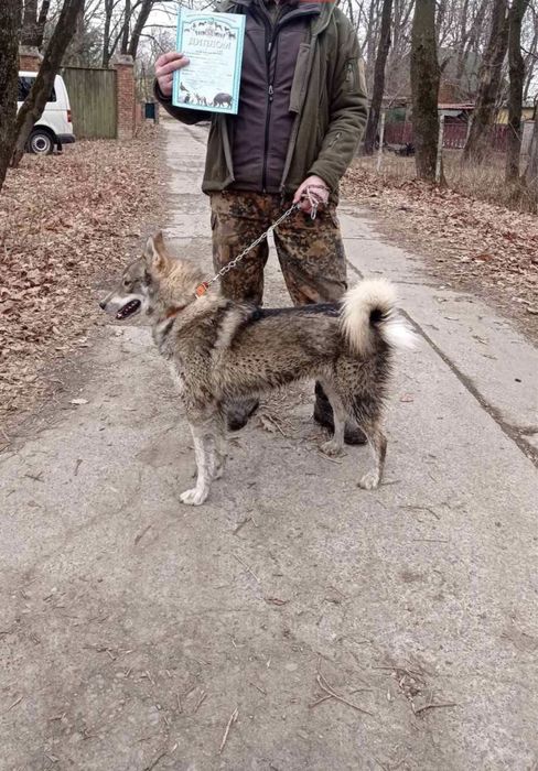 Кобель Злс для вязки. Лайка