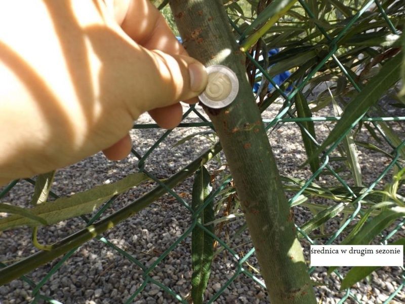 Do sprzedania polecam 1000 sztuk sadzonek wierzby energetycznej Gigant