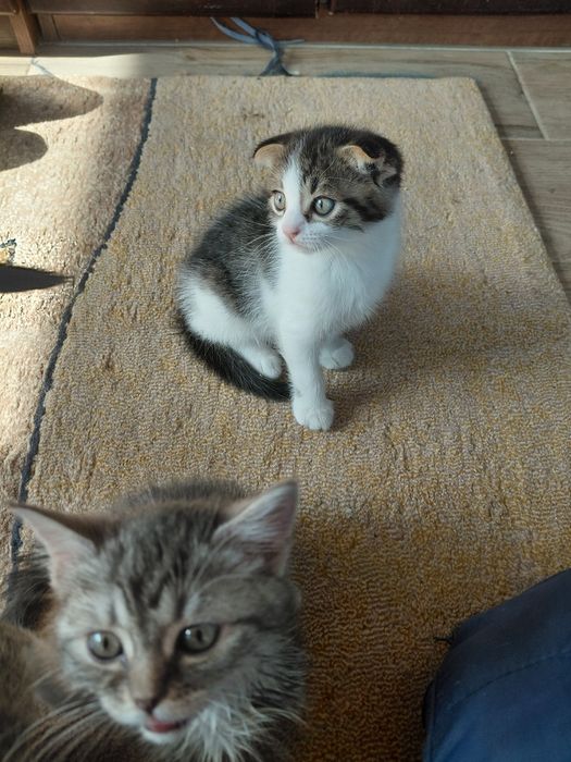 продам чудових висловухих кошенят