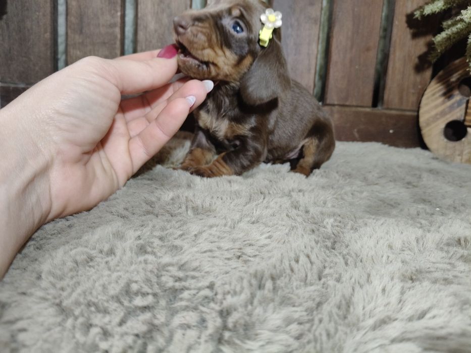 Teckel kaninchen menina com lop