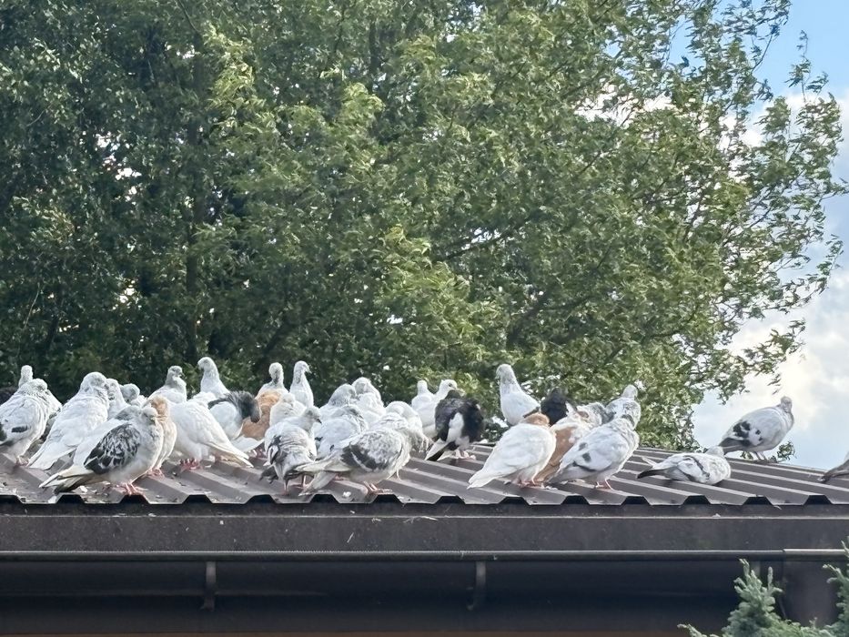 Gołębie sprzedam  lot