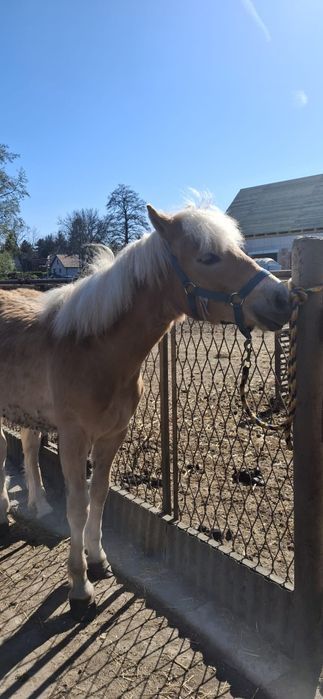 Koń rasy haflinger