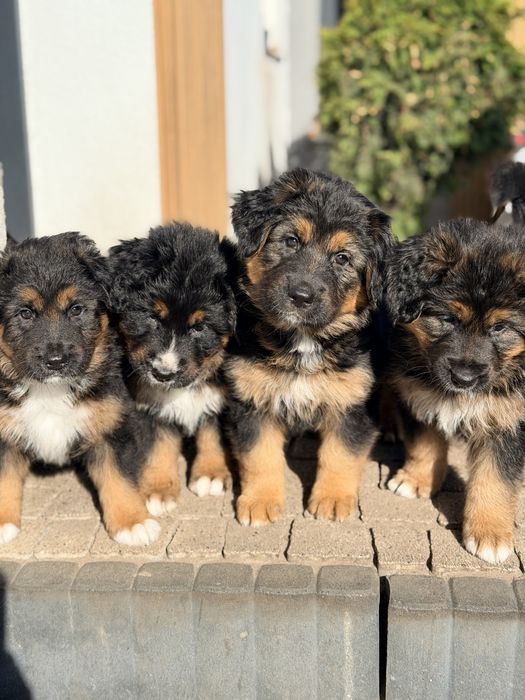 $ Hybryda Owczarka niemieckiego & Bernanskiego psa pasterskiego 1500