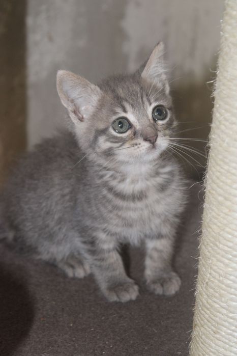 Gatinhos bebés para adoção