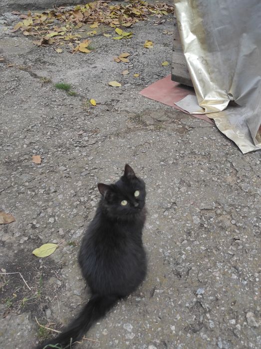 Віддам кошенят в гарні руки.