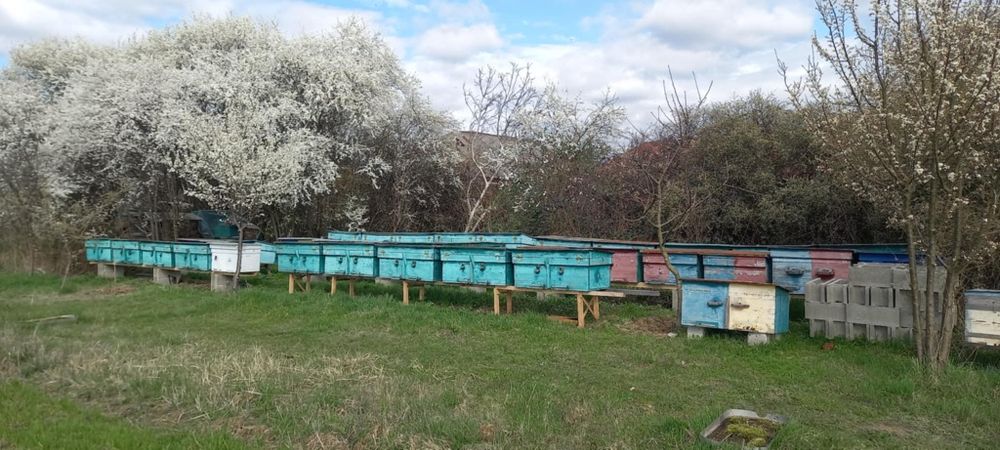 Бджола пакет Карпатка