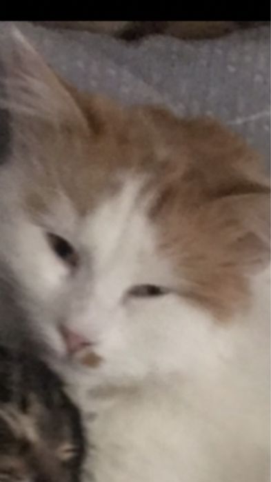 Загублено котика