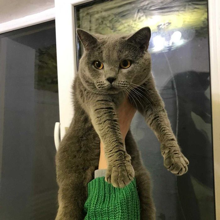 Вязка шотландский прямоухий