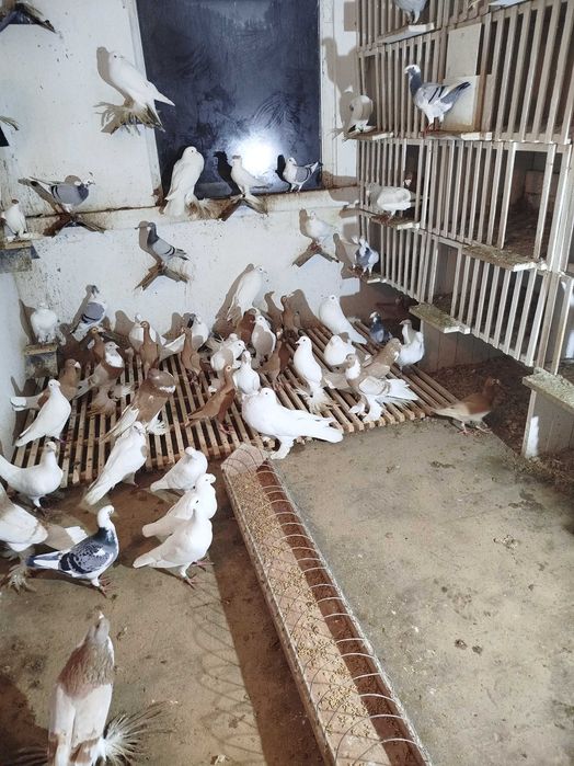 Gołębie Garłacze Pomorskie Kariery Rzeszowskie Niemiecki Wystawowy