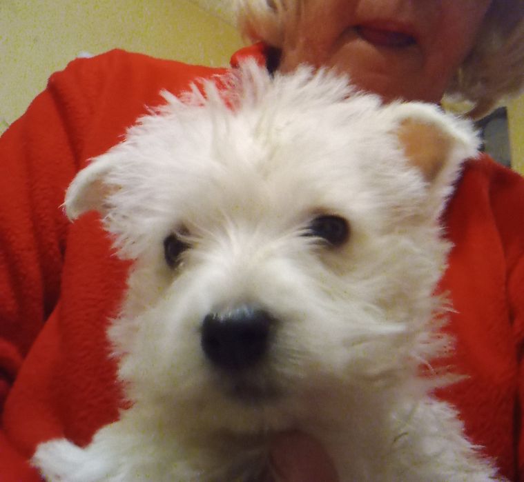 Цуценята Вест хайленд уайт терьер