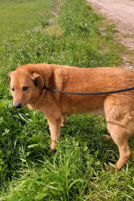 Benny - cão grande para adoção