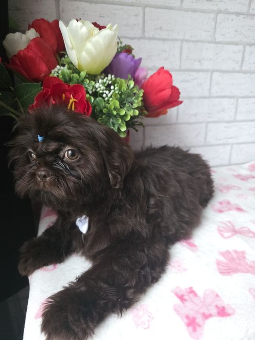 Shih Tzu  Czekolada komplet szczepień