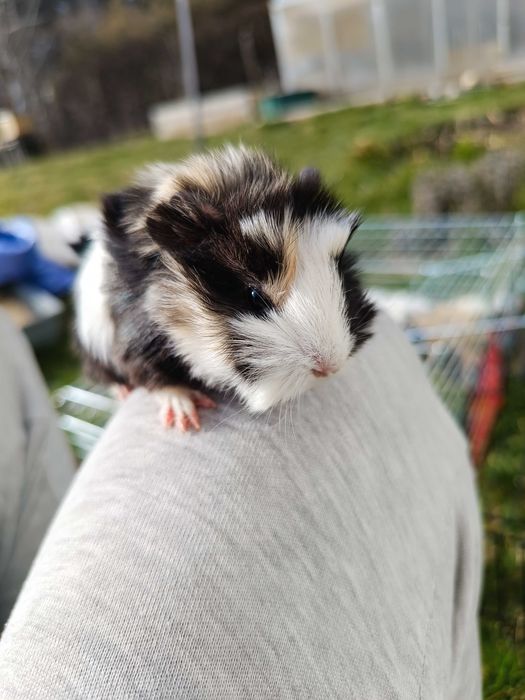 Świnka morska różne kolory.