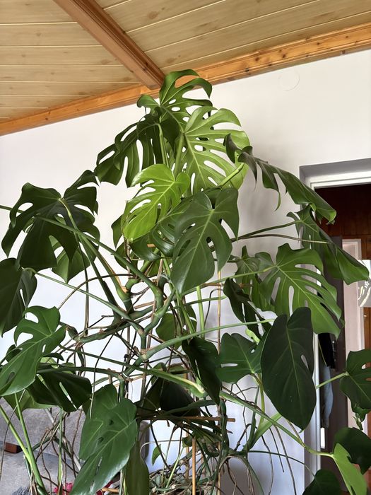 Piękny kwiat Monstera