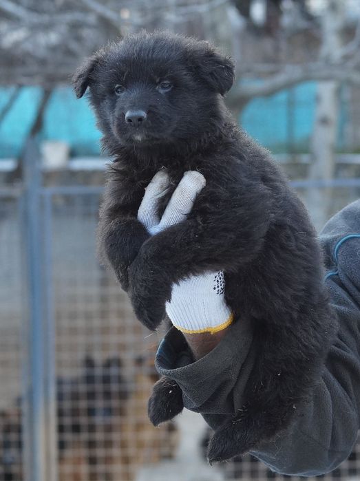 чёрный немецкая овчарка