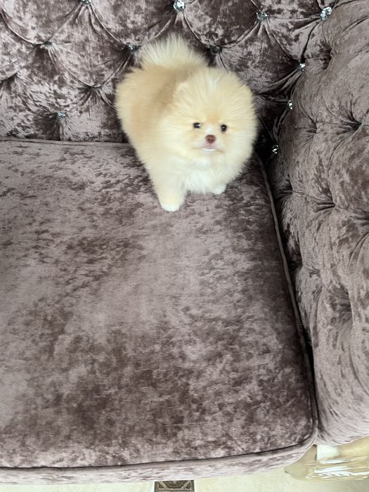 Super мвлышка померанец