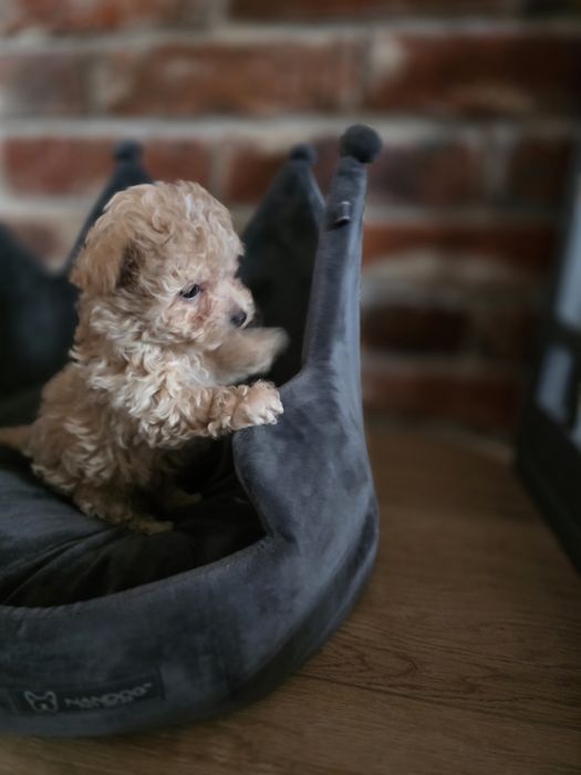 Maltipoo f1 chłopczyk !!