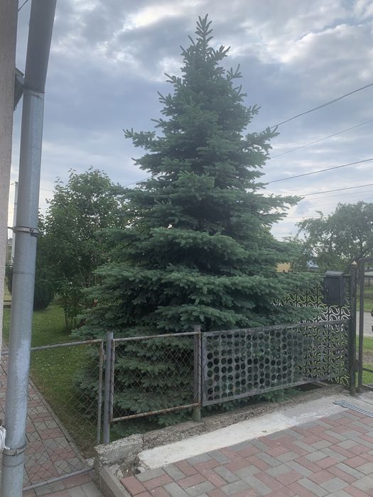 Блакитна ялинка віддам безкоштовно