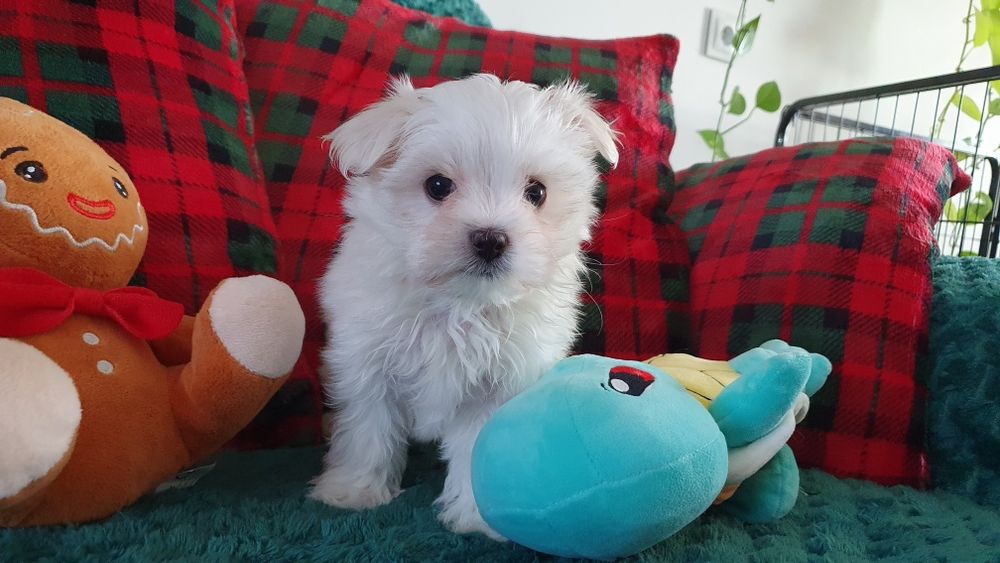 Maltańczyk sunia Uni  ZHPR UCI